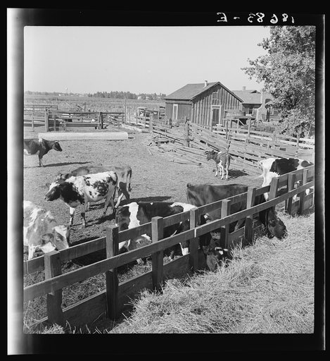 Near Manteca, California. November 1938. Farm Security Administration (FSA) tenant purchase client's herd