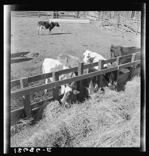 Dimotakis family farm, Manteca, California