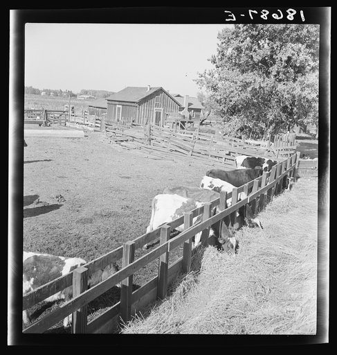 Dimotakis family farm, Manteca, California