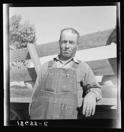 Near Manteca, California. November 1938. Farm Security Administration (FSA) tenant purchase clients, Greeks, from Isle of Crete, formerly rehabilitation clients. Taken from ditch-bank. Had fifteen cows, now have fifty-five