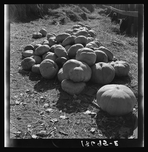 San Joaquin County, California. Pumpkins in barnyard to feed cows of rehabilitation client