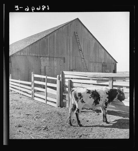 Barn and cow on Dimotakis family farm, Manteca, California