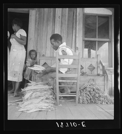 Near Douglas, Georgia. Sharecroppers grade the cured leaves on the porches and sort them to go to the tobacco auction