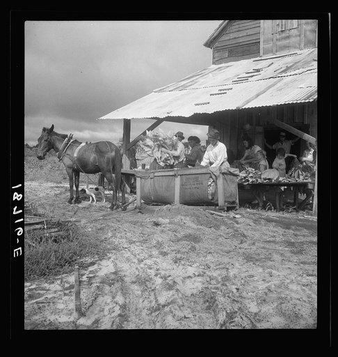 Near Hartsville, South Carolina, sorting and stringing the "golden leaf" at the tobacco barn, preparatory to curing. Note sled by which tobacco is brought to the barn from the field. This sharecropper family has six acres in tobacco, their main cash crop. They will sell this year's crop for about ni