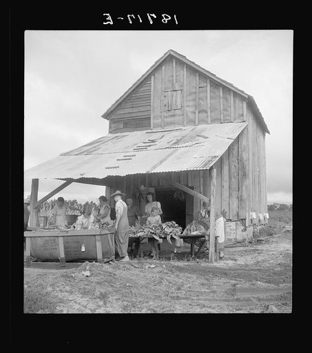 Near Hartsville, South Carolina, sorting and stringing the "golden leaf" at the tobacco barn, preparatory to curing. Note sled by which tobacco is brought to the barn from the field. This sharecropper family has six acres in tobacco, their main cash crop. They will sell this year's crop for about ni