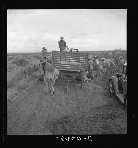 Untitled photo, possibly related to: Kern County, California. Cotton pickers emptying sacks at eleven a.m. Stopped from further work for the day by rain