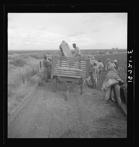 Untitled photo, possibly related to: Kern County, California. Cotton pickers emptying sacks at eleven a.m. Stopped from further work for the day by rain