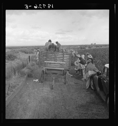 Untitled photo, possibly related to: Kern County, California. Cotton pickers emptying sacks at eleven a.m. Stopped from further work for the day by rain