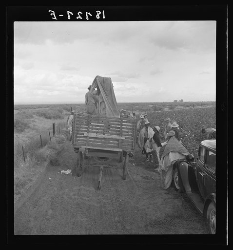 Kern County, California. Cotton pickers emptying sacks at eleven a.m. Stopped from further work for the day by rain