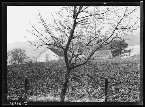 Contra Costa County, California. Stock ranch and plowed field