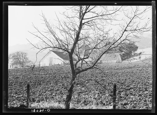 Untitled photo, possibly related to: Contra Costa County, California. Stock ranch and plowed field