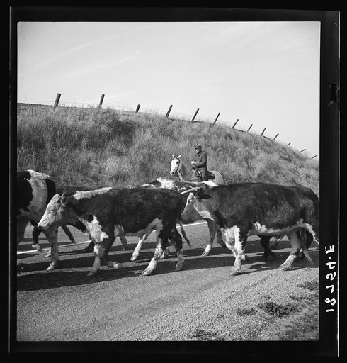 Untitled photo, possibly related to: Contra Costa County, California. Bringing cattle in from the range. Common sight on California highways