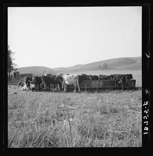 Contra Costa County, California. Cattle feeding in California hills