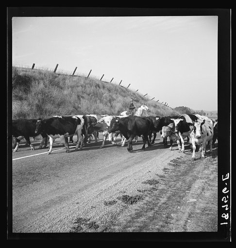 Contra Costa County, California. Bringing cattle in from the range. Common sight on California highways