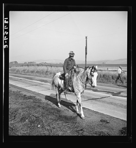 Untitled photo, possibly related to: Cowboy bringing cattle in from range. Common sight on California highways. Contra Costa County