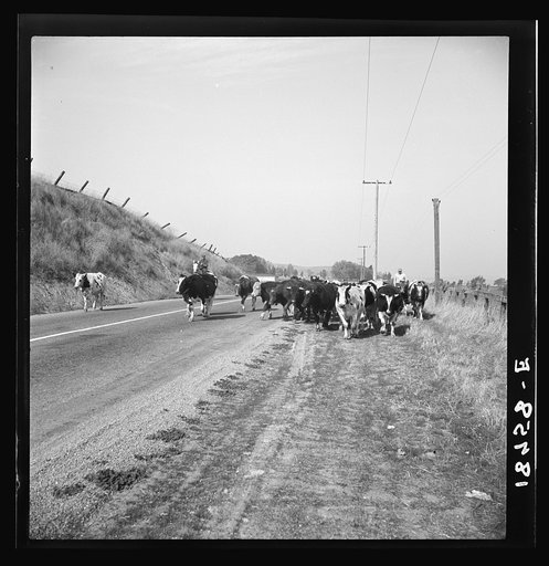 Untitled photo, possibly related to: Cowboy bringing cattle in from range. Common sight on California highways. Contra Costa County