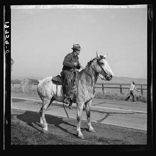 Cowboy bringing cattle in from range. Common sight on California highways. Contra Costa County