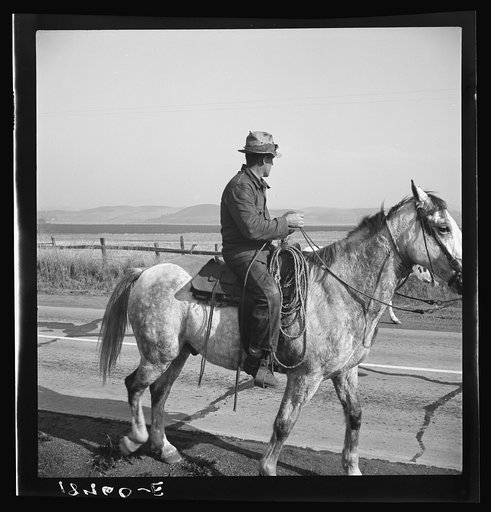 San Luis Obispo County, California. Cowboy coming in from the hills