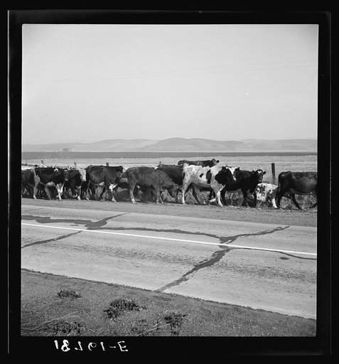 Contra Costa County, California. Bringing cattle in from the range. Common sight on California highways