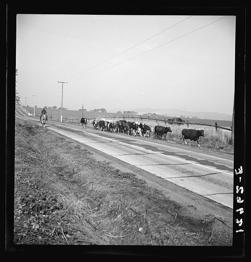 Contra Costa County, California. Bringing cattle in from the range. Common sight on California highways