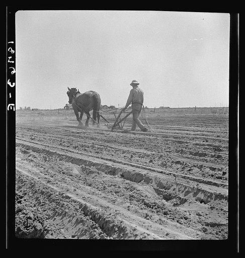 Between Laton and Fowler, central San Joaquin Valley, California. One man-one horse methods are rare in California