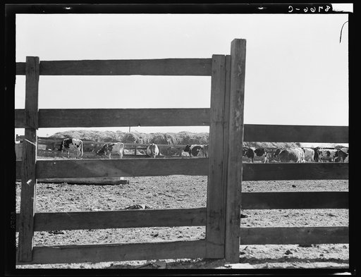 Near Manteca, California. Farm Security Administration (FSA) tenant purchase client's herd