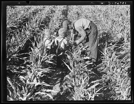 Near Manteca, California. Formerly rehabilitation client harvesting milo maize. Now operating own farm under Tenant Purchase Act. A year and a half ahead on their payments. Average loan for purchase of farm and improvements in San Joaquin County is seven thousand four hundred and sixty-five dollars