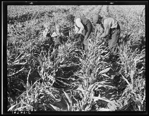 Untitled photo, possibly related to: Near Manteca, California. Formerly rehabilitation client harvesting milo maize. Now operating own farm under Tenant Purchase Act. A year and a half ahead on their payments. Average loan for purchase of farm and improvements in San Joaquin County is seven thousand