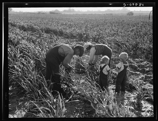Near Manteca, California. Formerly rehabilitation clients. Now operating own farm under Tenant Purchase Act. A year and a half ahead on their payments. Family labor harvesting milo maize. Average loan for purchase of farm and improvements in San Joaquin County is seven thousand four hundred and sixt
