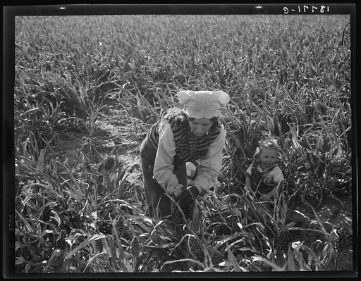Untitled photo, possibly related to: Wife of formerly rehabilitation client. Now operating own farm under Tenant Purchase Act. A year and a half ahead on their payments. Family labor harvesting milo maize. Average loan for purchase of farm and improvements in San Joaquin County is seven thousand fou
