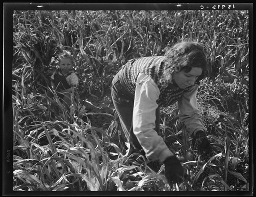 Wife of formerly rehabilitation client. Now operating own farm under Tenant Purchase Act. A year and a half ahead on their payments. Family labor harvesting milo maize. Average loan for purchase of farm and improvements in San Joaquin County is seven thousand four hundred and sixty-five dollars. Nea