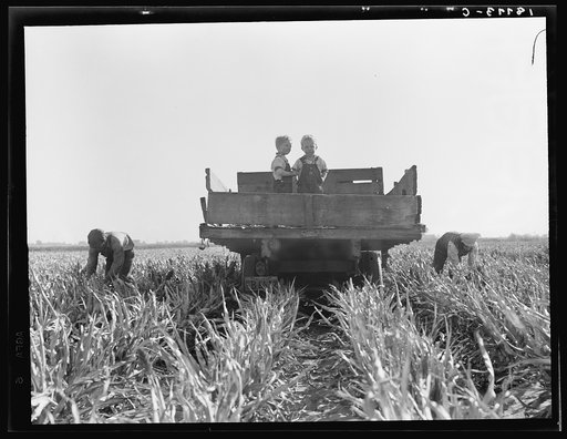 Near Manteca, California. Formerly rehabilitation clients, now operating own farm under Tenant Purchase Act. A year and a half ahead on their payments. Family labor harvesting milo maize. Average loan for purchase of farm and improvements in San Joaquin County is seven thousand four hundred and sixt