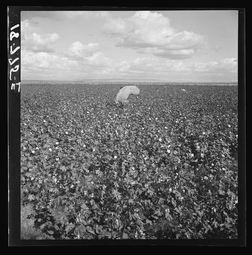 Migratory field workers picking cotton in the San Joaquin Valley, California. Negroes, Mexicans, and refugee whites pick cotton together in this field. These pickers are being paid seventy-five cents per one hundred pounds of picked cotton. Strikers, organizing under Congress of Industrial Organizat