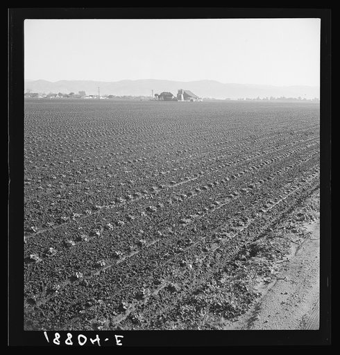 Untitled photo, possibly related to: Salinas Valley, California. Large scale, commercial agriculture. This single California County (Monterey) shipped 20,096 carlots of lettuce in 1934, or forty-five percent of all carlot shipments in the United States. In the same year 73.8 percent of all United St