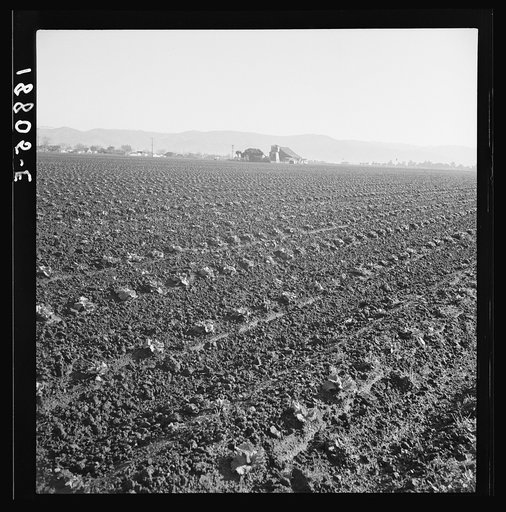 Untitled photo, possibly related to: Salinas Valley, California. Large scale, commercial agriculture. This single California County (Monterey) shipped 20,096 carlots of lettuce in 1934, or forty-five percent of all carlot shipments in the United States. In the same year 73.8 percent of all United St