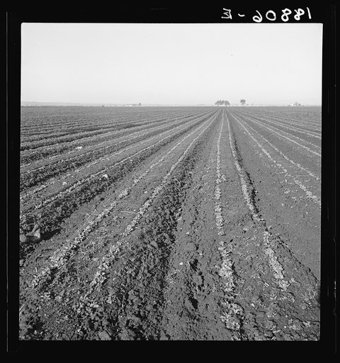 Untitled photo, possibly related to: Salinas Valley, California. Large scale, commercial agriculture. This single California county (Monterey) shipped 20,096 carlots of lettuce in 1934, or forty-five percent of all carlot shipments in the United States. In the same year 73.8 percent of all United St
