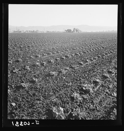 Untitled photo, possibly related to: Salinas Valley, California. Large scale, commercial agriculture. This single California County (Monterey) shipped 20,096 carlots of lettuce in 1934, or forty-five percent of all carlot shipments in the United States. In the same year 73.8 percent of all United St