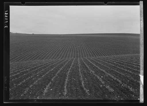 Untitled photo, possibly related to: Near Santa Maria, California. Large-scale pea fields. These peas must be handpicked by gangs of laborers for fresh table use. Frozen food process is not used in marketing California peas, although it may be introduced. Frozen peas in southern New Jersey and peas 