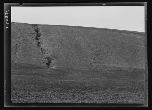 Untitled photo, possibly related to: Near Santa Maria, California. Erosion from the pea fields