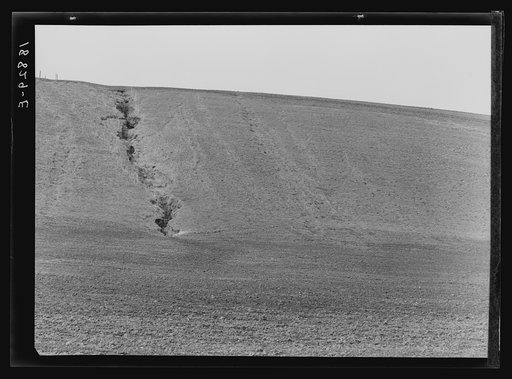 Untitled photo, possibly related to: Near Santa Maria, California. Erosion from the pea fields