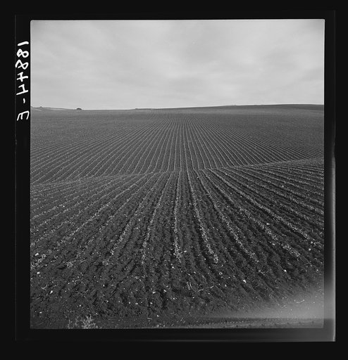 Untitled photo, possibly related to: Near Santa Maria, California. Large-scale pea fields. These peas must be handpicked by gangs of laborers for fresh table use. Frozen food process is not used in marketing California peas, although it may be introduced. Frozen peas in southern New Jersey and peas 