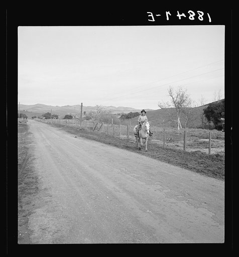 San Luis Obispo County, California. Cowboy coming in from the hills