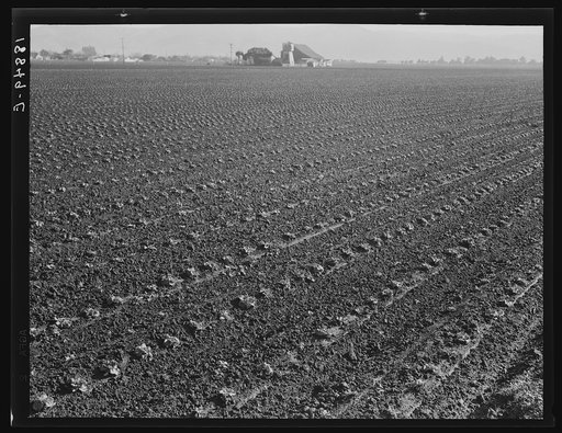 Salinas Valley, California. Large scale, commercial agriculture. This single California County (Monterey) shipped 20,096 carlots of lettuce in 1934, or forty-five percent of all carlot shipments in the United States. In the same year 73.8 percent of all United States carlot shipments were made from 