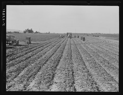 Near Santa Maria, California. Filipino gang of spinach harvesters