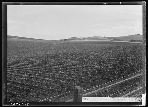 Near San Juan Bautista, California. Large-scale pea fields