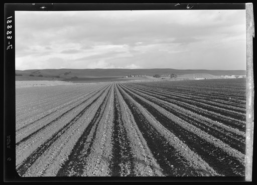 Near San Juan Bautista, California. Large-scale pea fields