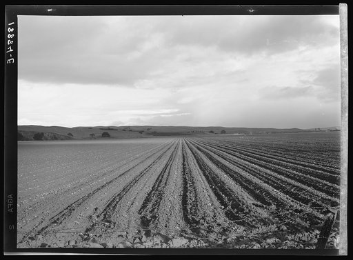Near San Juan Bautista. Large-scale pea field. California