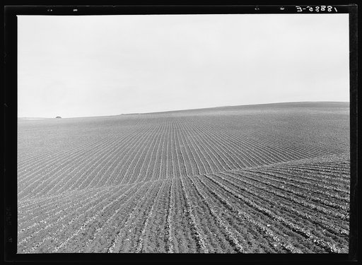 Near Santa Maria, California. Large-scale pea fields. These peas must be handpicked by gangs of laborers for fresh table use. Frozen food process is not used in marketing California peas, although it may be introduced. Frozen peas in southern New Jersey and peas for canning in Wisconsin are machine 