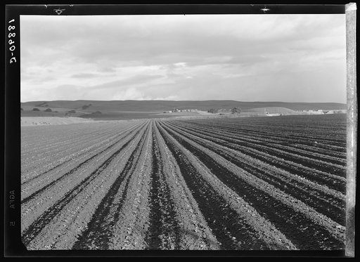 Untitled photo, possibly related to: Near San Juan Bautista, California. Large-scale pea fields