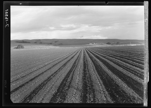 Untitled photo, possibly related to: Near San Juan Bautista, California. Large-scale pea fields